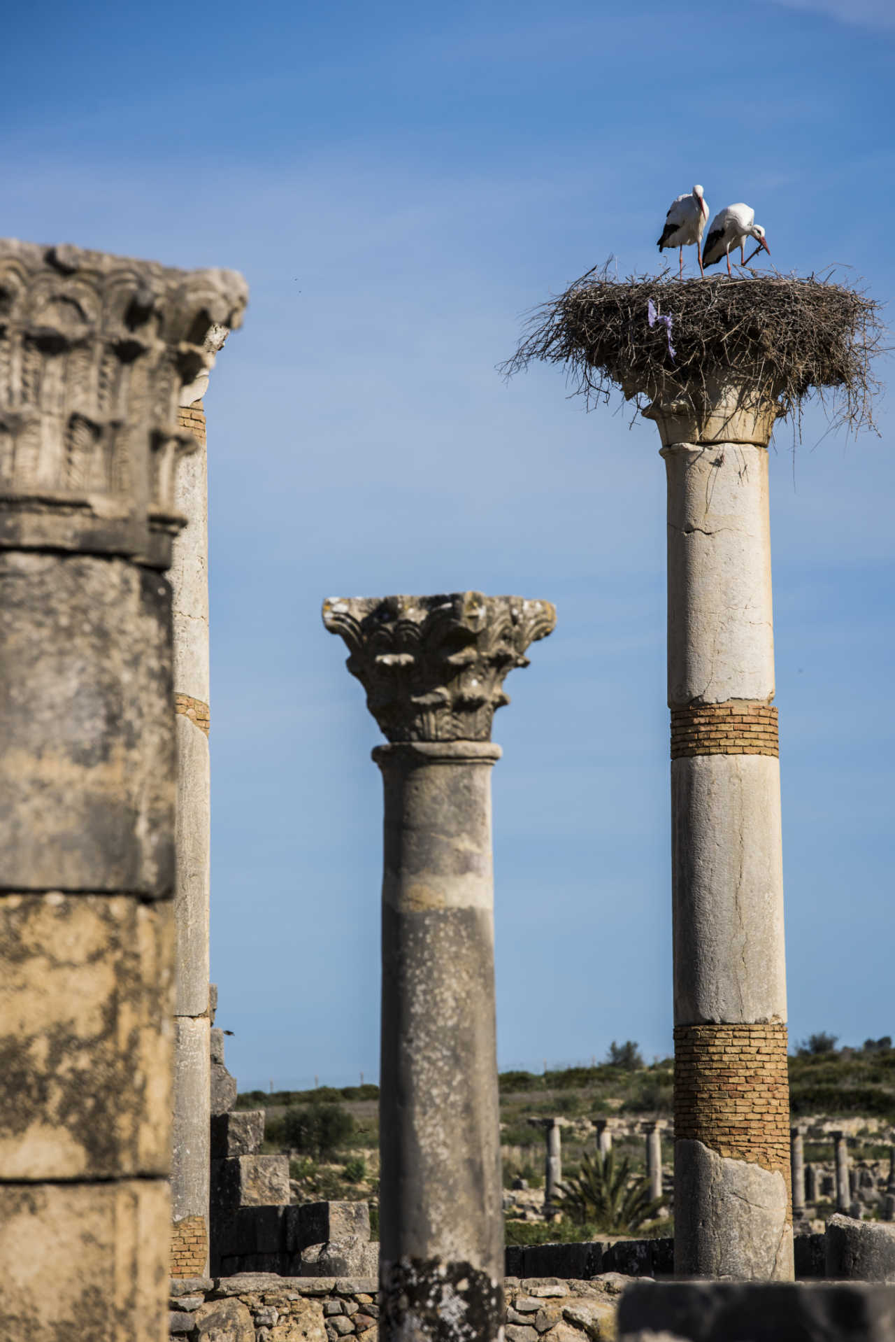 阿尔及利亚迎战摩洛哥,强强对决触目惊心 阿尔及利亚迎战摩洛哥,强强对决触目惊心